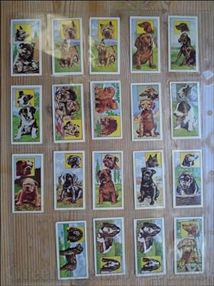 VIMS - DOG CARDS PUPPIES A SERIES OF 50 Cigarette Cards