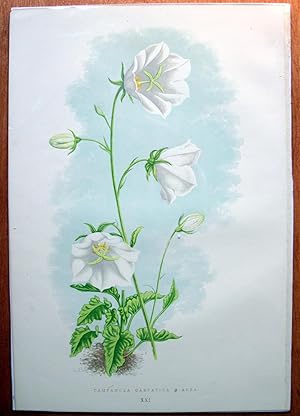 Antique Chromolithograph Botanical . Campanula Carpatica B. Alba.