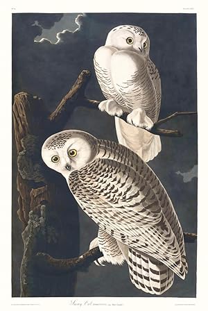 Snowy Owl. Nyctea. Linn, Male, 1 Female, 2