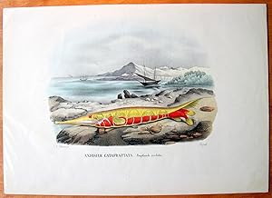 Antique Lithograph. Anfisile Catafrattata (Amphisile Scutata).