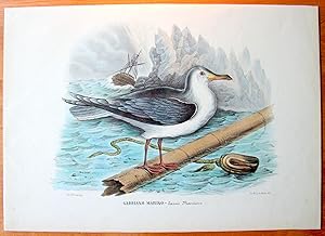 Antique Lithograph. Gabbiano Marino (Larns Marinns).