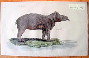Antique Copperplate Engraving. Tapir.