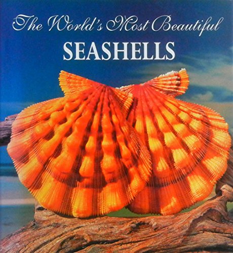 the world's most beautiful seashells
