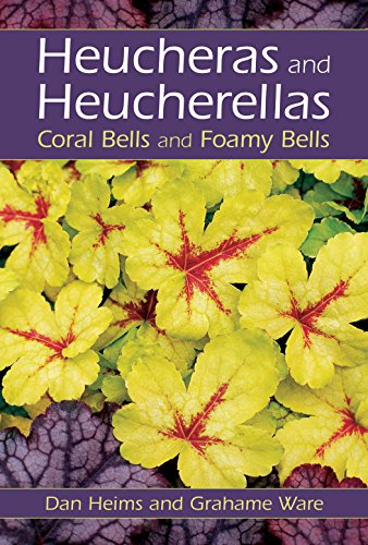 Heucheras And Heucherellas; Corn Bells And Foamy Bells