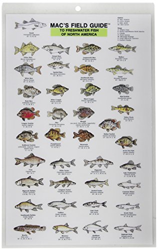 Mac's Field Guides: North American Freshwater Fish (Mac's Guides (Paperback))