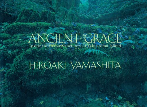 Ancient Grace: Inside the Cedar Sanctuary of Yakushima Island