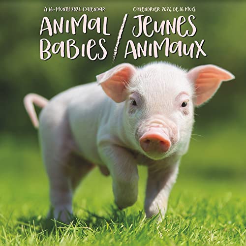 2024 Animal Babies Mini Wall Calendar (Bilingual French) (English and French Edition)
2024 Animal Babies Mini Wall Calendar (Bilingual French) (English and French Edition)