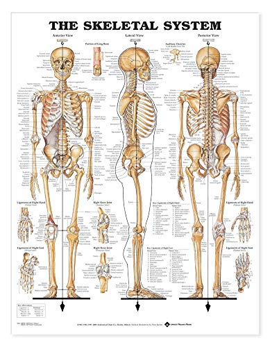 Skeletal System Giant Chart