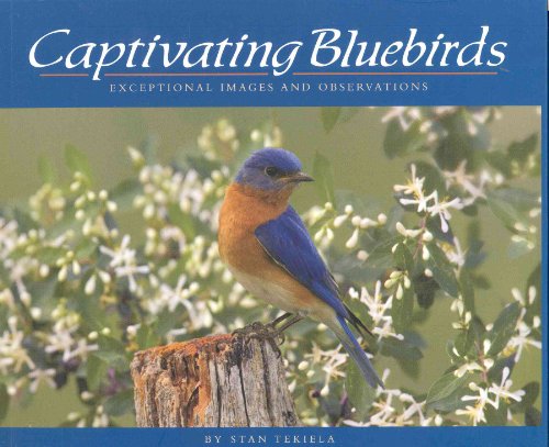 Captivating Bluebirds: Exceptional Images and Observations (Wildlife Appreciation)
Captivating Bluebirds: Exceptional Images and Observations (Wildlife Appreciation)