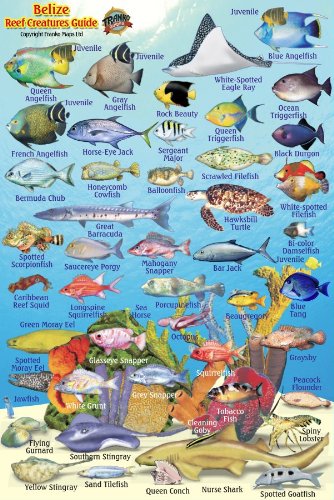 Belize Reef Creatures Guide Franko Maps Laminated Fish Card 4" x 6"