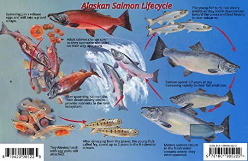 Alaska Salmon Life Cycle & Identification Guide Franko Maps Laminated Card