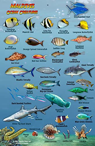 Maldives Ocean Creatures Waterproof Fish Identification Card 4x6