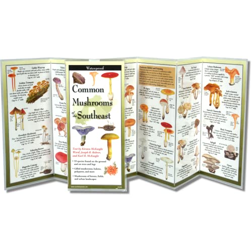 Common Mushrooms of the Southeast (Poster)