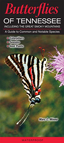 Butterflies of Tennessee A Guide to Common and Notable Species