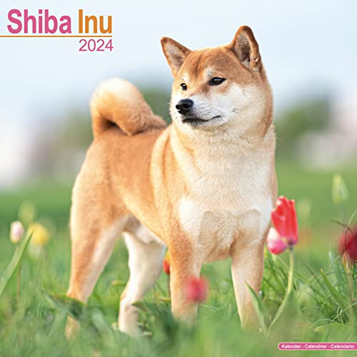 Shiba Inu Calendar 2024 Square Dog Breed Wall Calendar - 16 Month