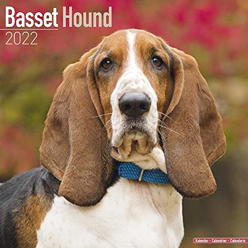 Basset Hound Calendar - Dog Breed Calendars - 2021 - 2022 wall calendars - 16 Month by Avonside
Basset Hound Calendar - Dog Breed Calendars - 2021 - 2022 wall calendars - 16 Month by Avonside