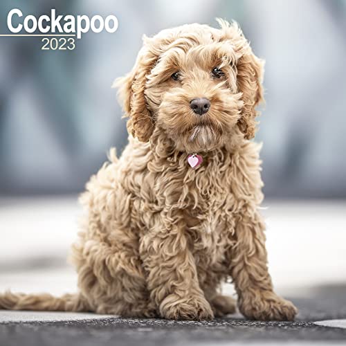 Cockapoo Calendar - Dog Breed Calendars - 2022 - 2023 wall calendars - 16 Month by Avonside Studio
Cockapoo Calendar - Dog Breed Calendars - 2022 - 2023 wall calendars - 16 Month by Avonside Studio