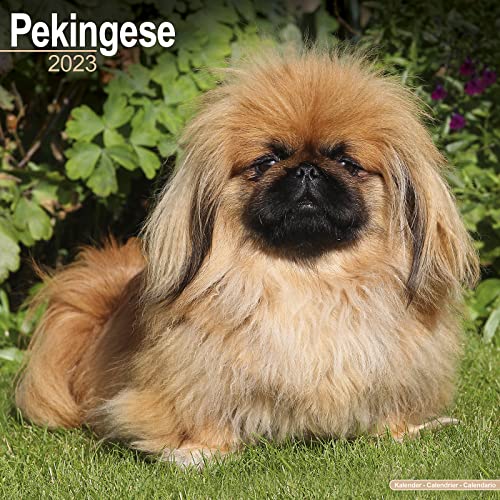 Pekingese Calendar - Dog Breed Calendars - 2022 - 2023 wall calendars - 16 Month by Avonside
Pekingese Calendar - Dog Breed Calendars - 2022 - 2023 wall calendars - 16 Month by Avonside