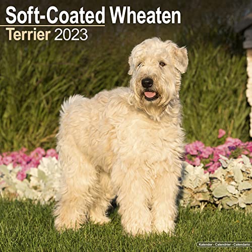 Soft Coated Wheaten Terrier Calendar - Dog Breed Calendars - 2022 - 2023 wall calendars - 16 Month by Avonside
Soft Coated Wheaten Terrier Calendar - Dog Breed Calendars - 2022 - 2023 wall calendars - 16 Month by Avonside