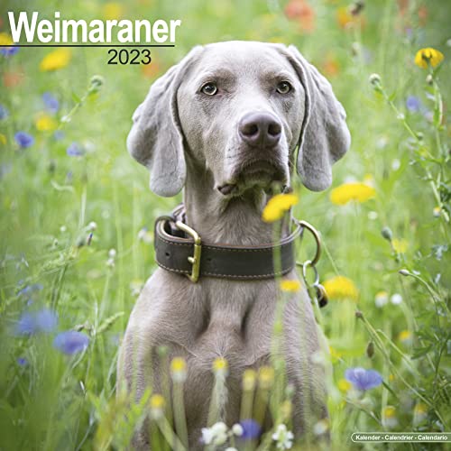 Weimaraner Calendar - Dog Breed Calendars - 2022 - 2023 wall calendars - 16 Month by Avonside
Weimaraner Calendar - Dog Breed Calendars - 2022 - 2023 wall calendars - 16 Month by Avonside