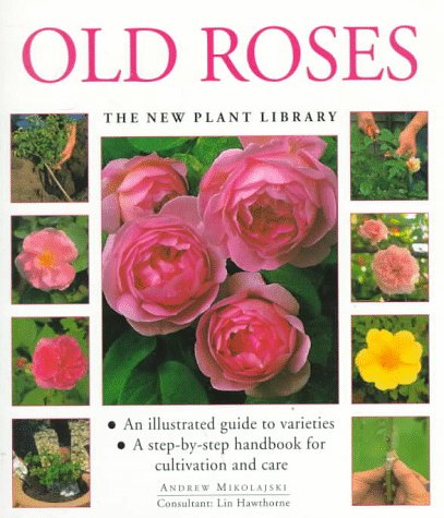 Old Roses : At-a-Glance Guide to Varieties, Cultivation and Care