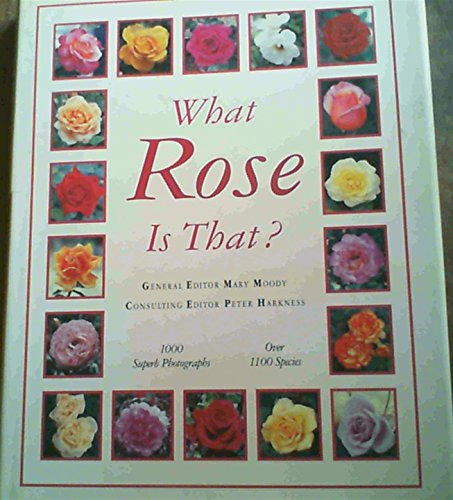 What Rose is that?