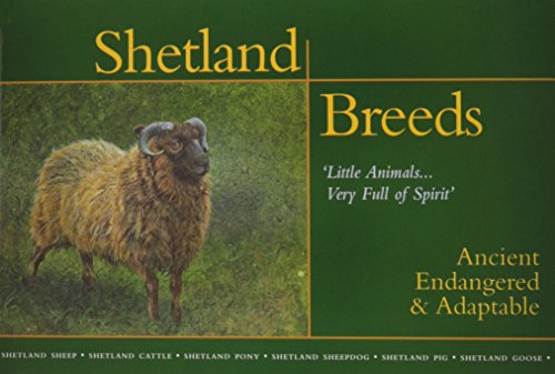 SHETLAND BREEDS; LITTLE ANIMALS . VERY FULL OF SPIRIT; ANCIENT, ENDANGERED & ADAPTABLE