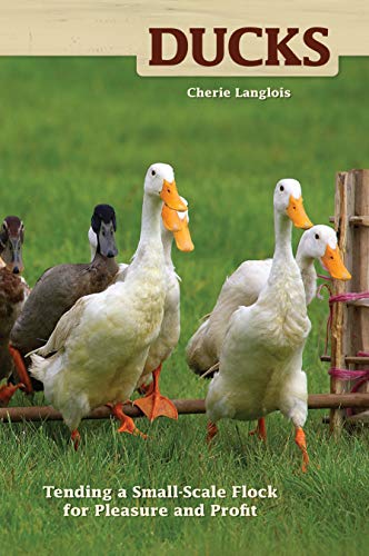 Ducks Tending a Small-Scale Flock for Pleasure and Profit