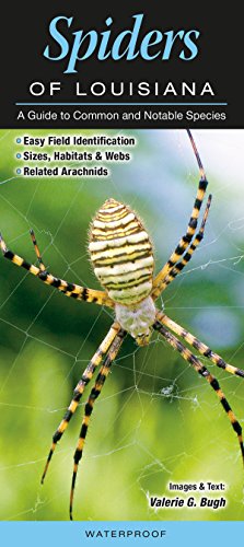 Spiders of Louisiana A Guide to Common & Notable Species