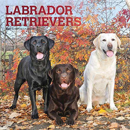 Labrador Retrievers 2021 12 x 12 Inch Monthly Square Wall Calendar with Foil Stamped Cover, Animals Dog Breeds Retriever
Labrador Retrievers 2021 12 x 12 Inch Monthly Square Wall Calendar with Foil Stamped Cover, Animals Dog Breeds Retriever