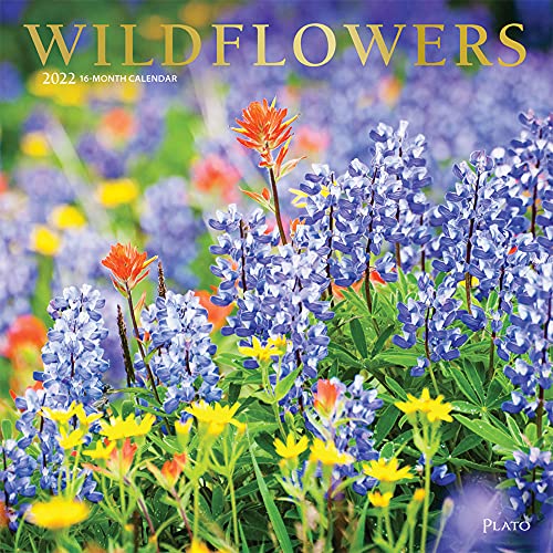 Wildflowers 2022 12 x 12 Inch Monthly Square Wall Calendar with Foil Stamped Cover by Plato, Outdoor Plant Floral
Wildflowers 2022 12 x 12 Inch Monthly Square Wall Calendar with Foil Stamped Cover by Plato, Outdoor Plant Floral