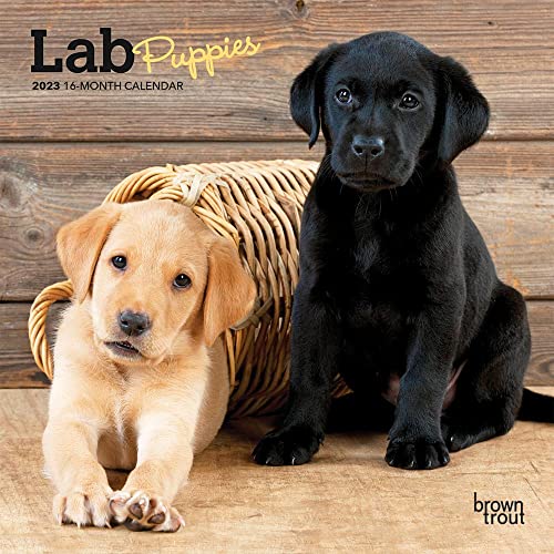 Lab Puppies | 2023 7 x 14 Inch Monthly Mini Wall Calendar | BrownTrout | Animals Dog Breeds Puppy DogDays
Lab Puppies | 2023 7 x 14 Inch Monthly Mini Wall Calendar | BrownTrout | Animals Dog Breeds Puppy DogDays
