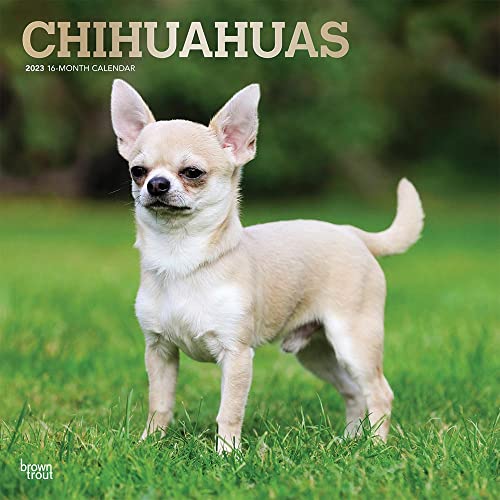 Chihuahuas | 2023 12 x 24 Inch Monthly Square Wall Calendar | Foil Stamped Cover | BrownTrout | Animals Small Dog Breeds Puppies DogDays
Chihuahuas | 2023 12 x 24 Inch Monthly Square Wall Calendar | Foil Stamped Cover | BrownTrout | Animals Small Dog Breeds Puppies DogDays