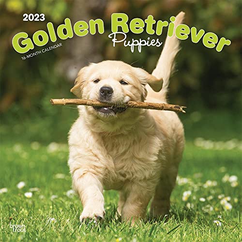 Golden Retriever Puppies | 2023 12 x 24 Inch Monthly Square Wall Calendar | BrownTrout | Animals Dog Breeds Puppy DogDays
Golden Retriever Puppies | 2023 12 x 24 Inch Monthly Square Wall Calendar | BrownTrout | Animals Dog Breeds Puppy DogDays