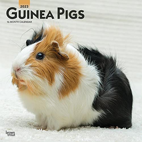 Guinea Pigs | 2023 12 x 24 Inch Monthly Square Wall Calendar | BrownTrout | Domestic Animals Small Pets
Guinea Pigs | 2023 12 x 24 Inch Monthly Square Wall Calendar | BrownTrout | Domestic Animals Small Pets
