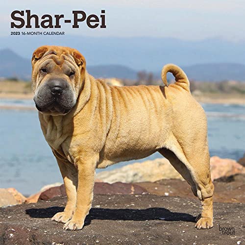 Shar Pei | 2023 12 x 24 Inch Monthly Square Wall Calendar | BrownTrout | Animals Dog Breeds DogDays
Shar Pei | 2023 12 x 24 Inch Monthly Square Wall Calendar | BrownTrout | Animals Dog Breeds DogDays