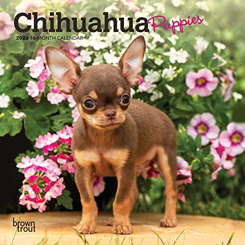 Chihuahua Puppies | 2023 7 x 14 Inch Monthly Mini Wall Calendar | BrownTrout | Animals Small Dog Breeds Puppy DogDays
Chihuahua Puppies | 2023 7 x 14 Inch Monthly Mini Wall Calendar | BrownTrout | Animals Small Dog Breeds Puppy DogDays