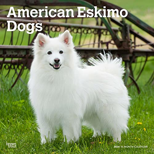 American Eskimo Dogs | 2024 12 x 24 Inch Monthly Square Wall Calendar | BrownTrout | Animals Dog Breeds
American Eskimo Dogs | 2024 12 x 24 Inch Monthly Square Wall Calendar | BrownTrout | Animals Dog Breeds