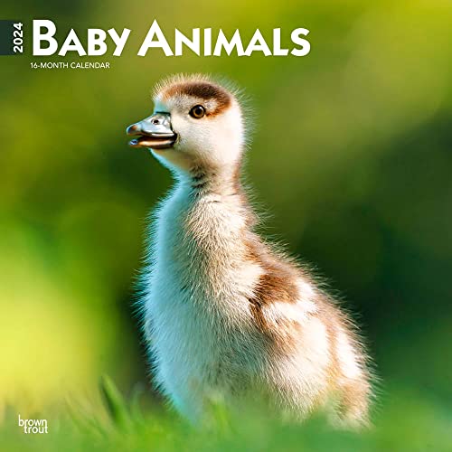 Baby Animals | 2024 12 x 24 Inch Monthly Square Wall Calendar | BrownTrout | Domestic Pets Chicken Small Cute
Baby Animals | 2024 12 x 24 Inch Monthly Square Wall Calendar | BrownTrout | Domestic Pets Chicken Small Cute
