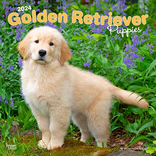 Golden Retriever Puppies | 2024 12 x 24 Inch Monthly Square Wall Calendar | BrownTrout | Animals Dog Breeds Puppy
Golden Retriever Puppies | 2024 12 x 24 Inch Monthly Square Wall Calendar | BrownTrout | Animals Dog Breeds Puppy