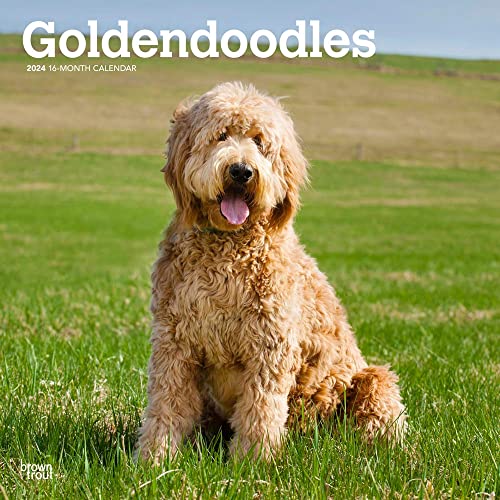 Goldendoodles | 2024 12 x 24 Inch Monthly Square Wall Calendar | BrownTrout | Animals Mixed Dog Breeds
Goldendoodles | 2024 12 x 24 Inch Monthly Square Wall Calendar | BrownTrout | Animals Mixed Dog Breeds