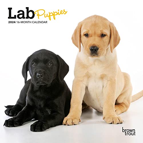 Lab Puppies | 2024 7 x 14 Inch Monthly Mini Wall Calendar | BrownTrout | Animals Dog Breeds Puppy
Lab Puppies | 2024 7 x 14 Inch Monthly Mini Wall Calendar | BrownTrout | Animals Dog Breeds Puppy