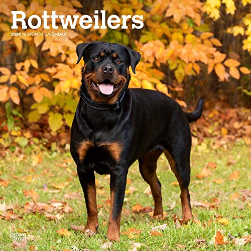 Rottweilers | 2024 12 x 24 Inch Monthly Square Wall Calendar | BrownTrout | Animals Dog Breeds
Rottweilers | 2024 12 x 24 Inch Monthly Square Wall Calendar | BrownTrout | Animals Dog Breeds