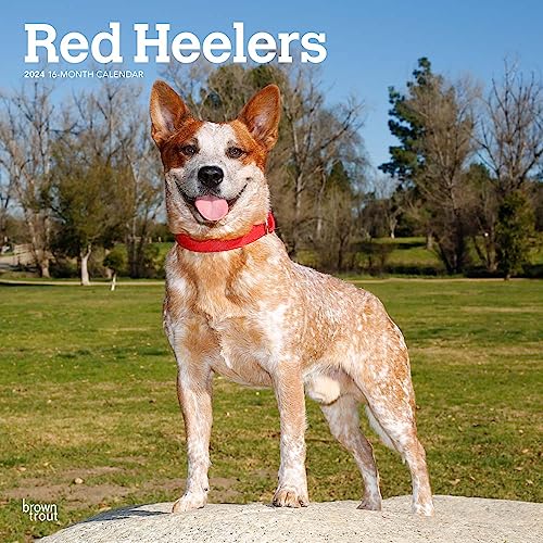 Red Heelers | 2024 12 x 24 Inch Monthly Square Wall Calendar | BrownTrout | Animals Dog Breeds
Red Heelers | 2024 12 x 24 Inch Monthly Square Wall Calendar | BrownTrout | Animals Dog Breeds