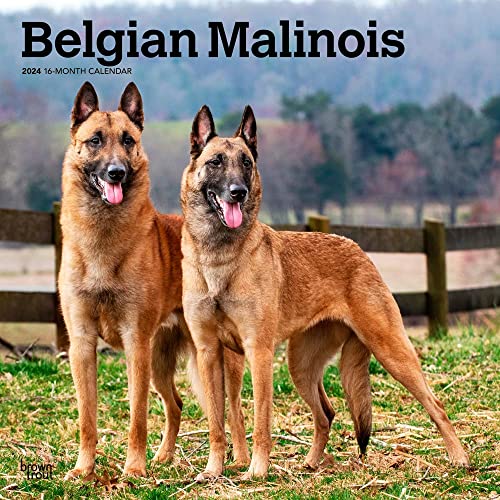 Belgian Malinois | 2024 12 x 24 Inch Monthly Square Wall Calendar | BrownTrout | Animals Dog Breeds
Belgian Malinois | 2024 12 x 24 Inch Monthly Square Wall Calendar | BrownTrout | Animals Dog Breeds