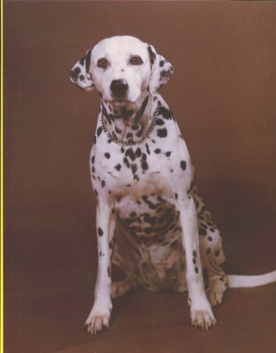 Erik Kessels: In Almost Every Picture 5 (dog)
