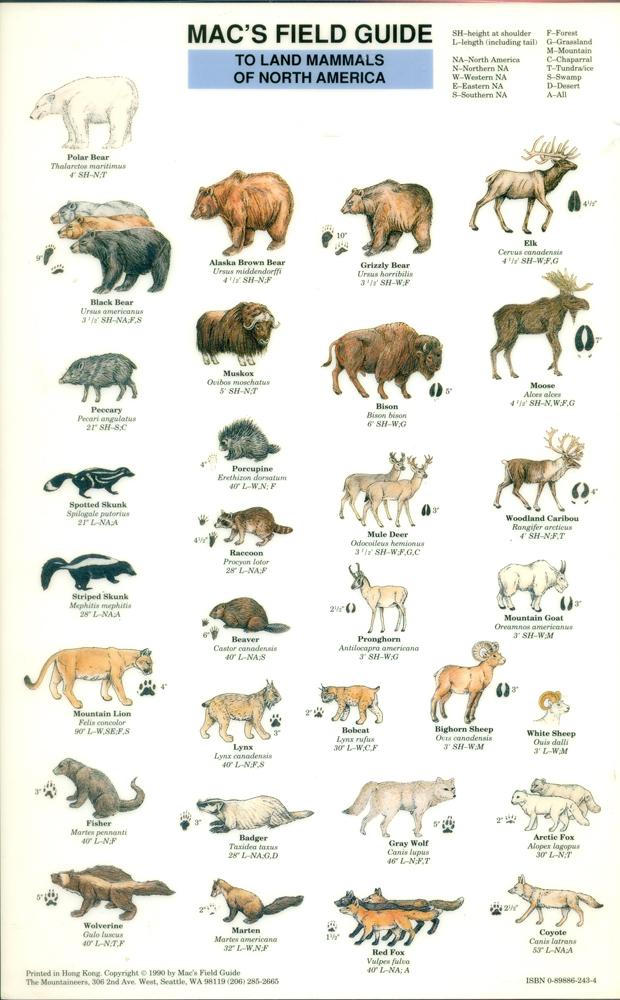 MAC'S FIELD GUIDE TO LAND MAMMALS OF NORTH AMERICA (Mac's Field Guides) by MacGowen, Craig ...