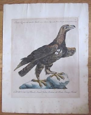 Aquila Rapace con macchie bianche, Aquila Rapax. Handkololorierte Radierung. Aus "Storia naturale...