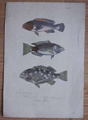 Original altkolorierte Lithographie. Labre marbre. Labre large-queue. Labre Guare. (Lippfisch). B...