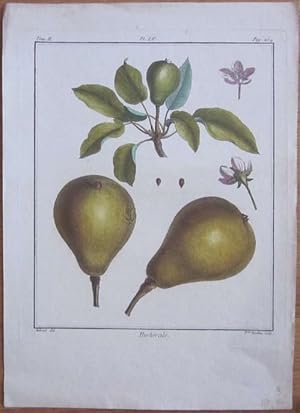 Pastorale. Handkolorierter Kupferstich. Pl. LV aus "Traite des Arbres Fruitiers". Blattgröße 33 x...